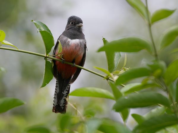 Blauwkruintrogon (Trogon curucui)
